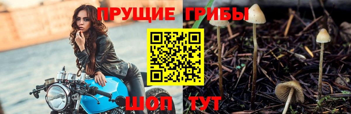 Галлюциногенные грибы Psilocybe Каспийск